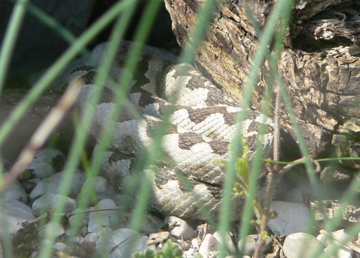 Vipera ammodytes (Vipera dal corno)?