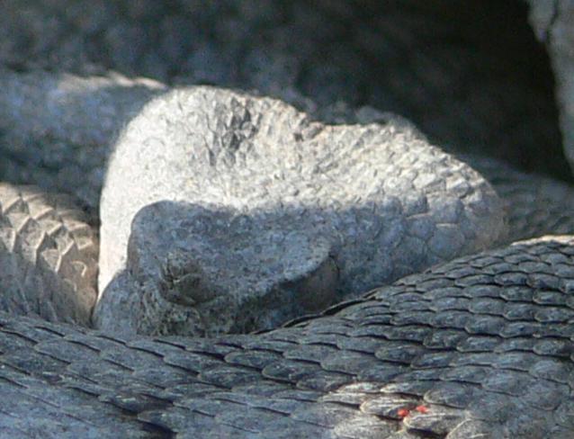Vipera ammodytes (Vipera dal corno)?
