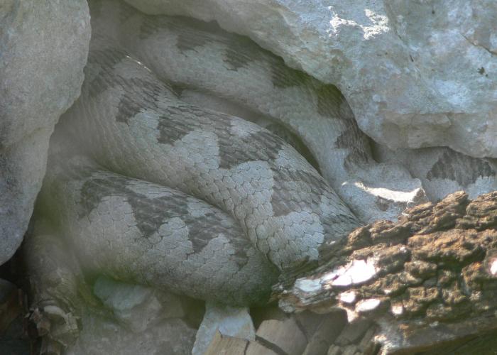 Vipera ammodytes (Vipera dal corno)?