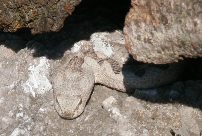 Vipera ammodytes (Vipera dal corno)?