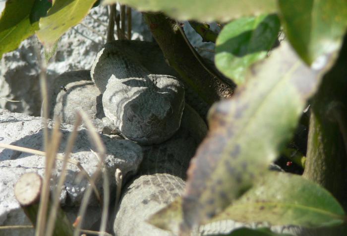 Vipera ammodytes (Vipera dal corno)?