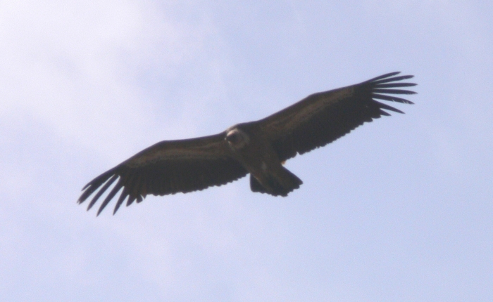 Grifone - Gyps fulvus