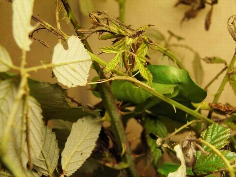 Primi insetti...e prime 