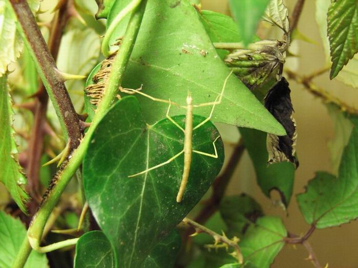 Primi insetti...e prime 