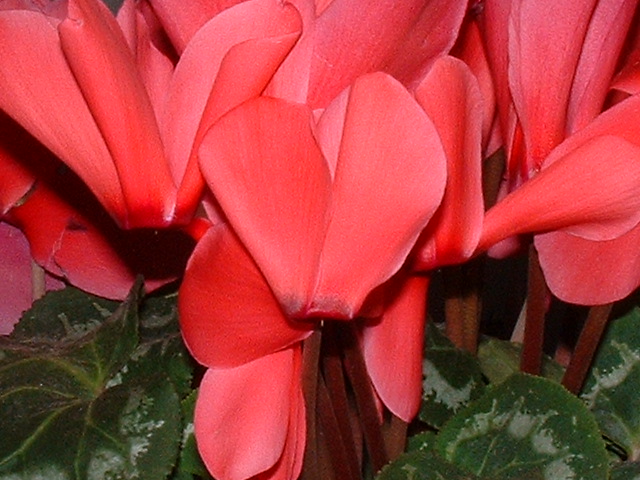 in attesa delle orchidee spontanee..mi accontento...