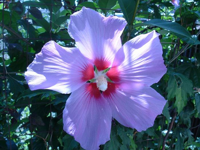 in attesa delle orchidee spontanee..mi accontento...