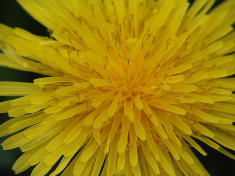 Primi scatti di primavera