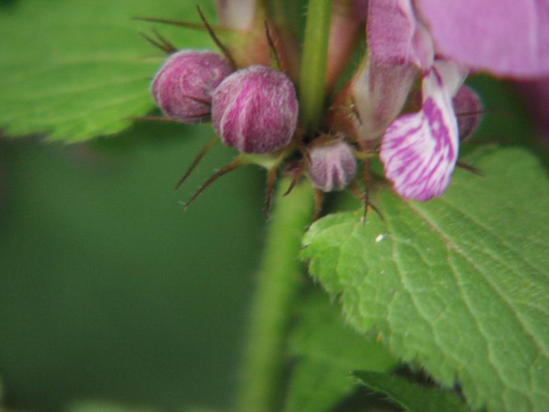 Primi scatti di primavera