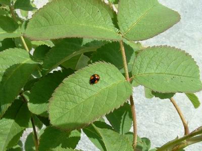 prova  invio immagini