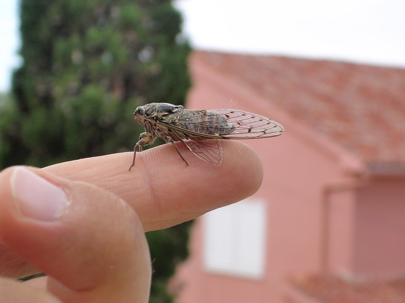 Incontri molto ravvicinati con la cicala