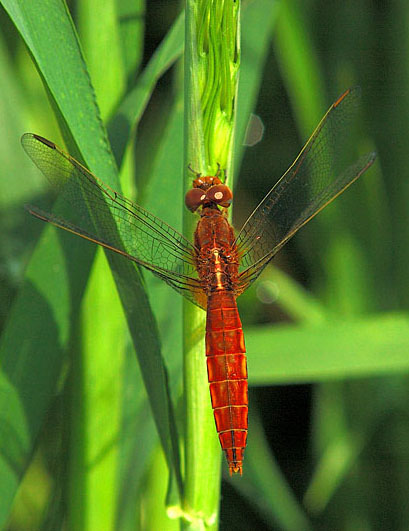 Crocothemis erythraea, femmina che imita colori del maschio