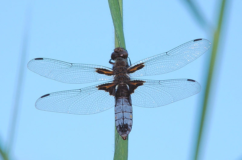 Libellula depressa