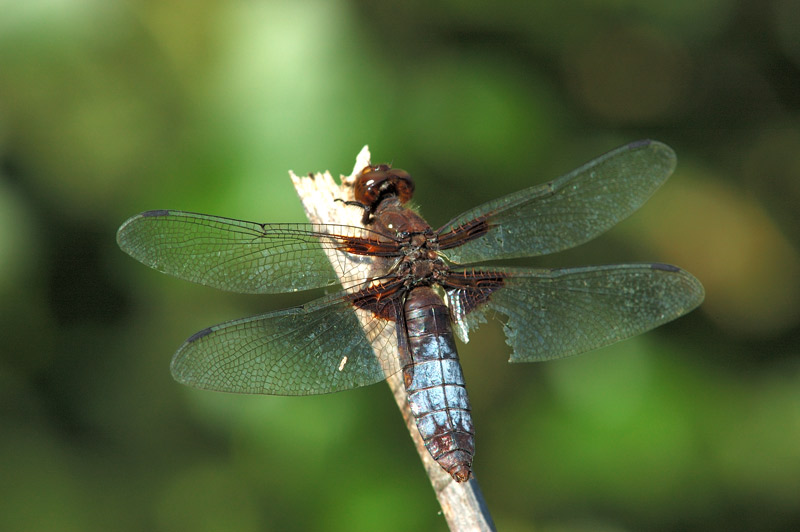 Libellula depressa