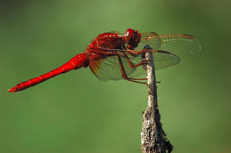 Crocothemis erythraea, femmina che imita colori del maschio