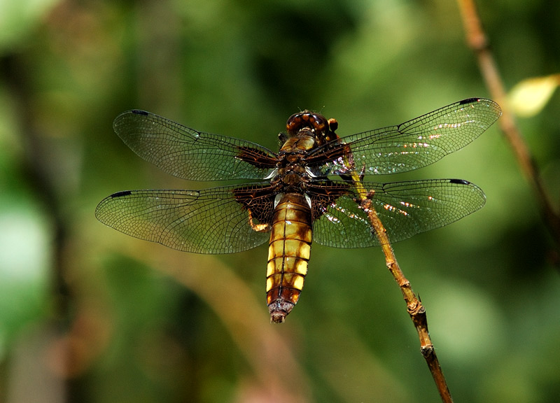 Libellula depressa