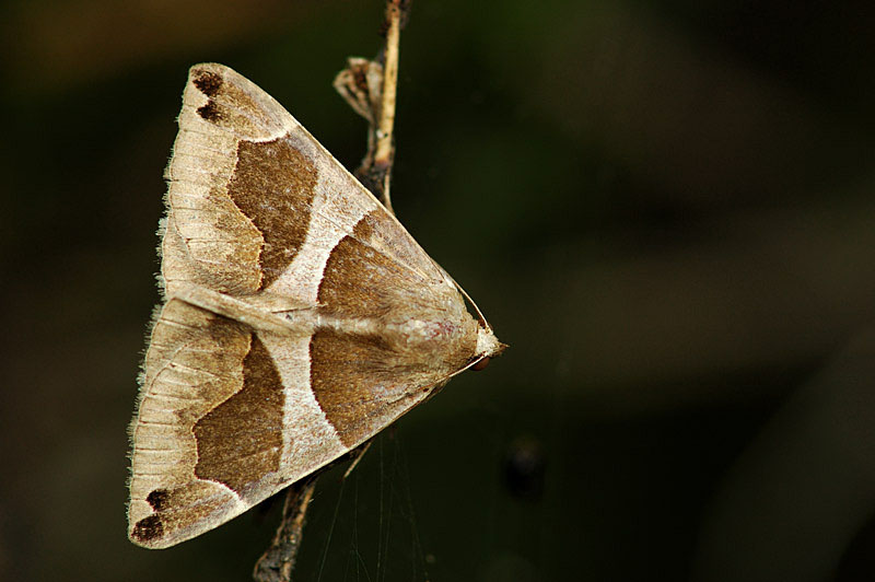 Questo lepidottero cos'': Dysgonia algira