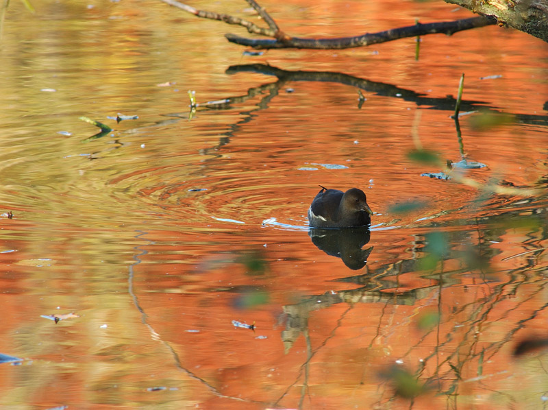 Gallinella d''acqua - Gallinula chloropus