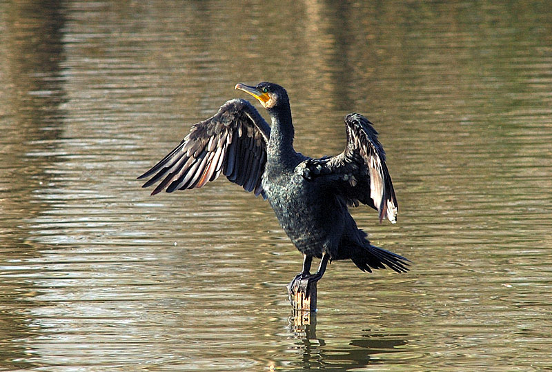 Cormorani - Phalacrocorax carbo