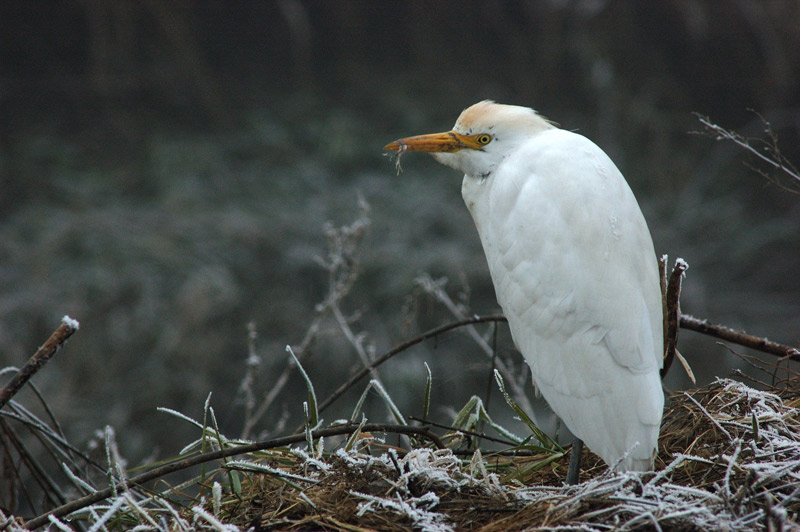 Airone guardabuoi - Bubulcus ibis