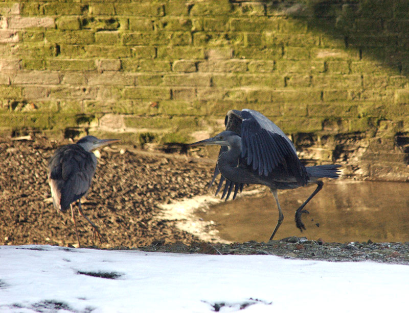 Airone cenerino - Ardea cinerea