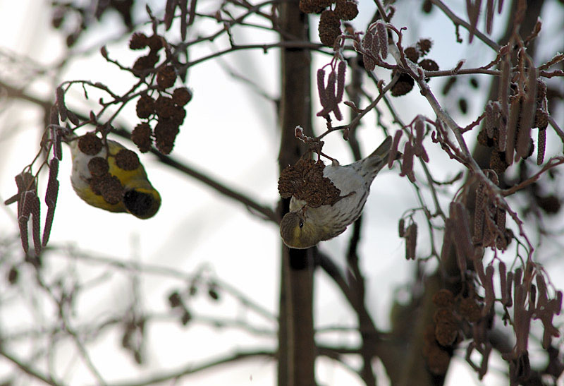 Lucherino- Carduelis spinus