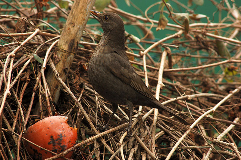 Merlo femmina Turdus merula
