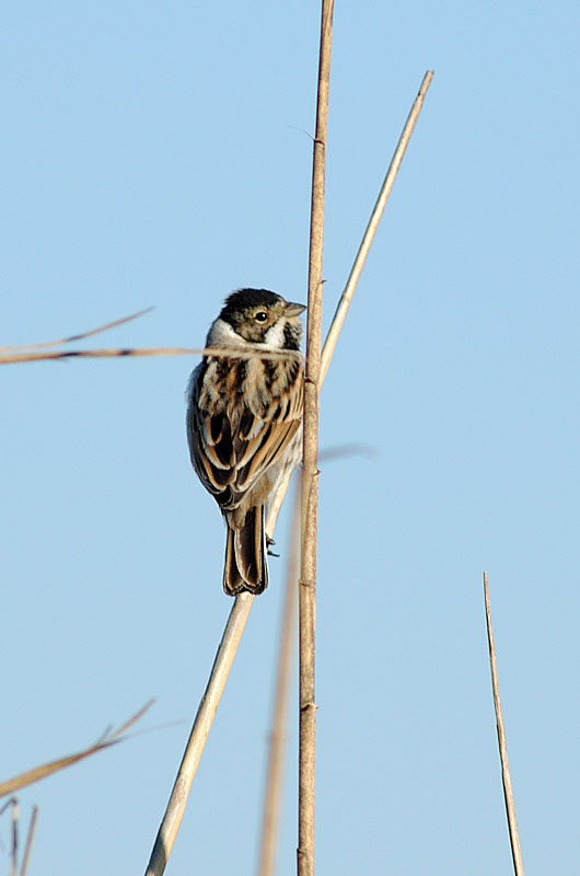 Migliarino di palude - Emberiza schoeniclus