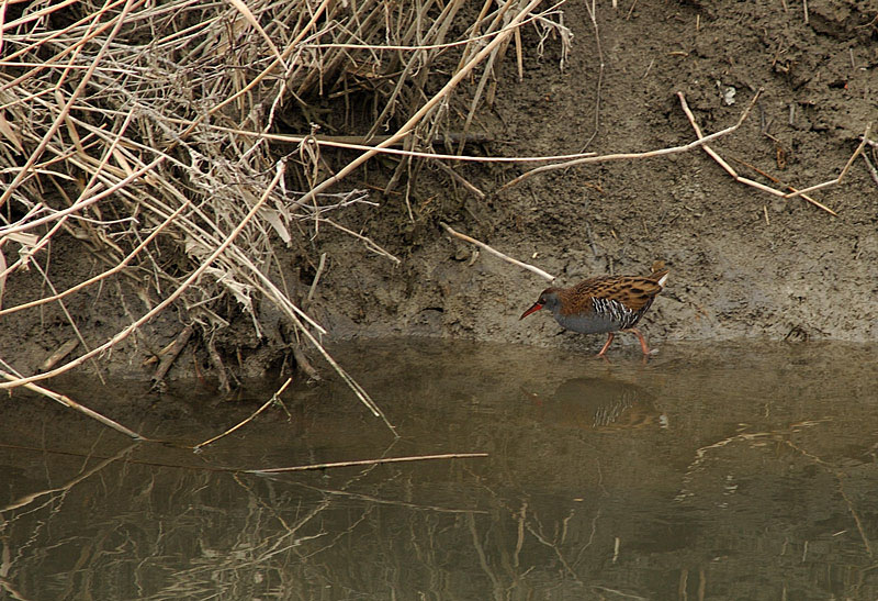 Porciglione - Rallus aquaticus