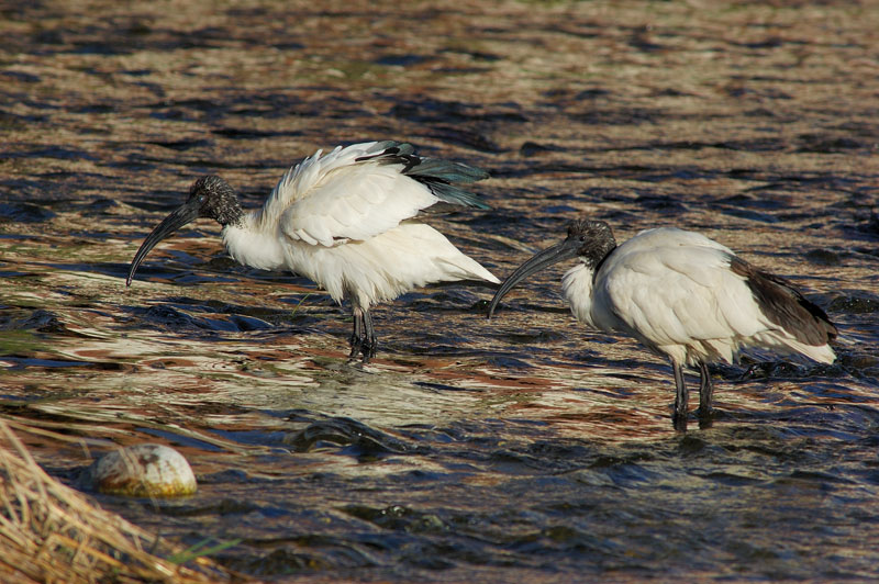 Ibis sacro - Threskiornis aethiopicus