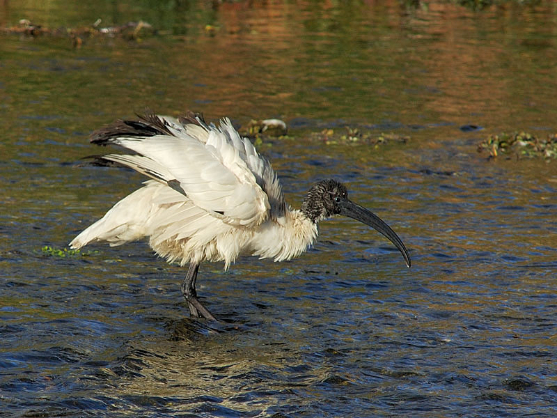 Ibis sacro - Threskiornis aethiopicus