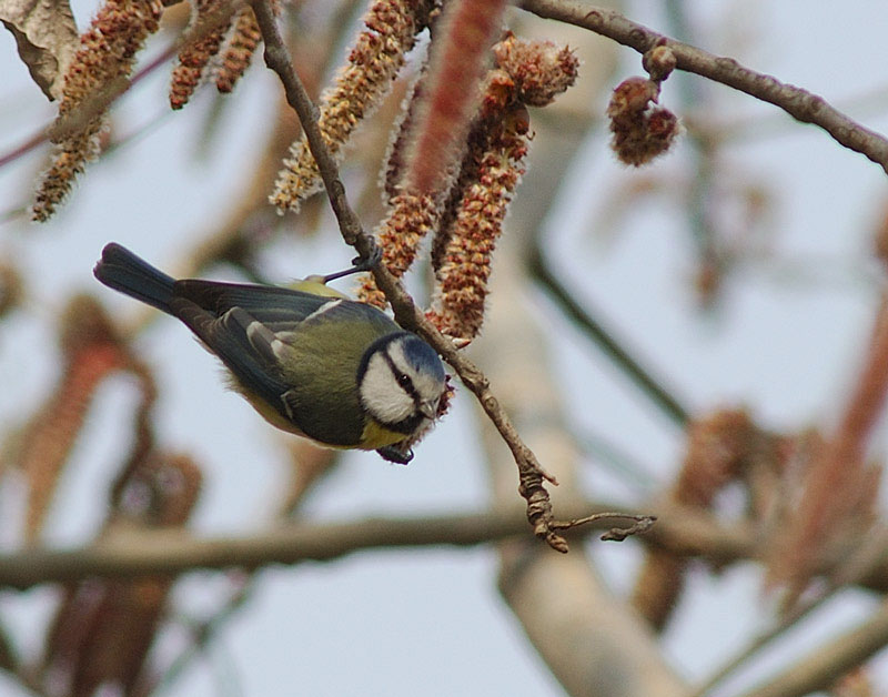 Cinciarella -  Cyanistes caeruleus