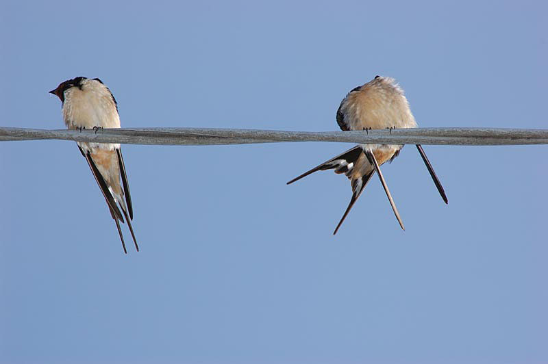 Rondine - Hirundo Rustica & Balestruccio - Delichon urbica