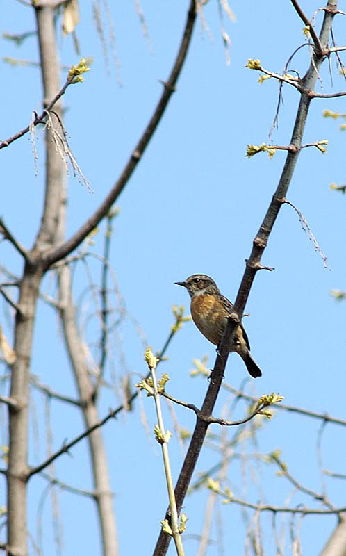 Stiaccino - Saxicola rubetra