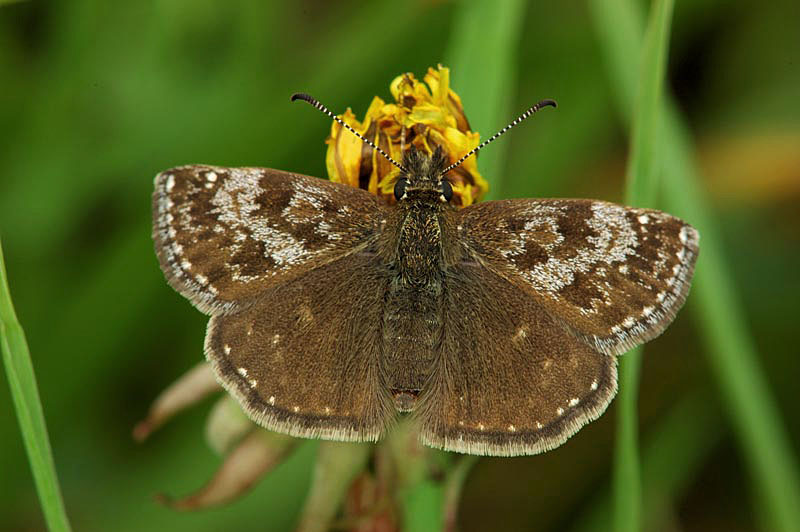 Esperide: Erynnis tages