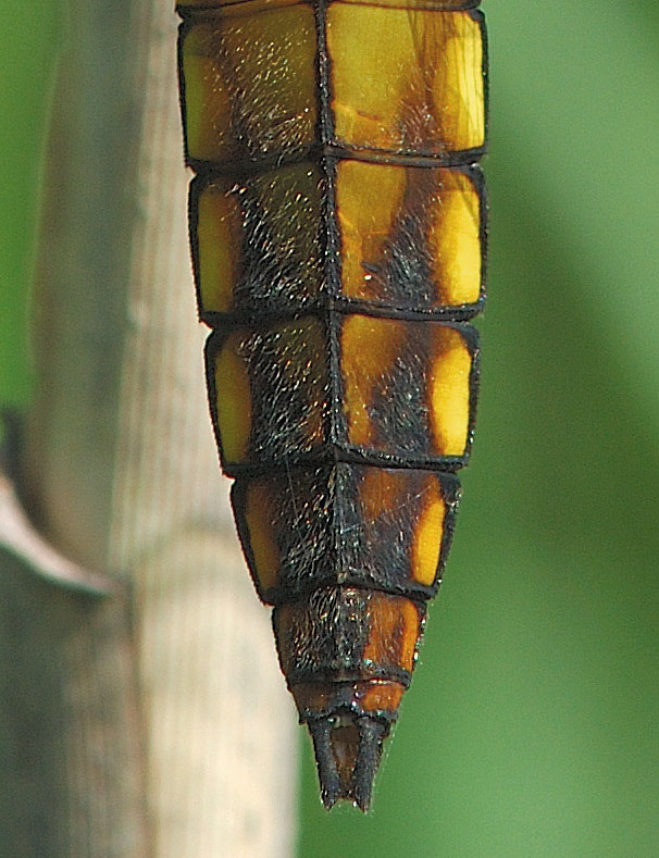 Libellula depressa