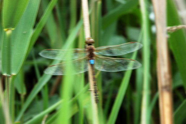 Libellulidae:Orthetrum cancellatum