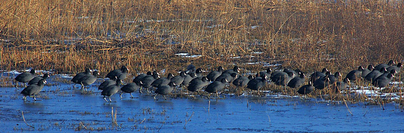 Folaga - Fulica atra