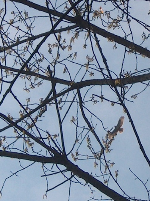 Poiana - Buteo buteo