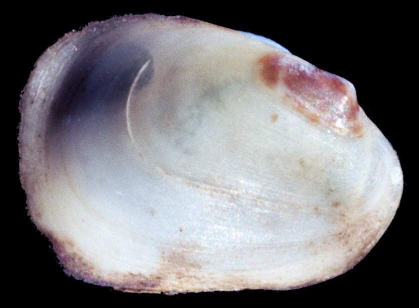 Coralliophaga lithophagella