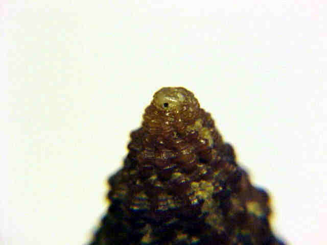 Pollia scabra (esemplare particolare)