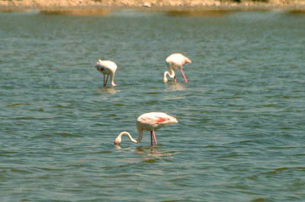 Fenicotteri