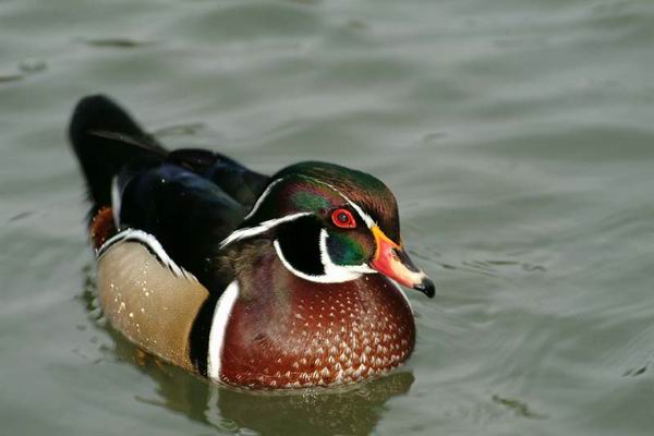 Anatra sposa (wood duck) Aix sponsa