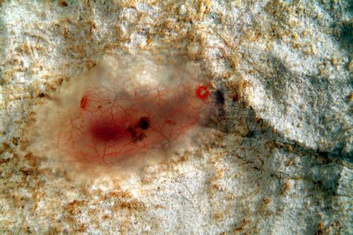 Ascidia mentula