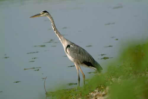 Airone cenerino - Ardea cinerea