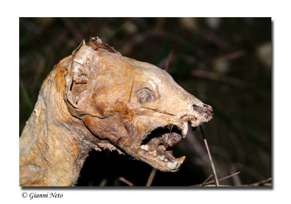 Altro Mustelide?