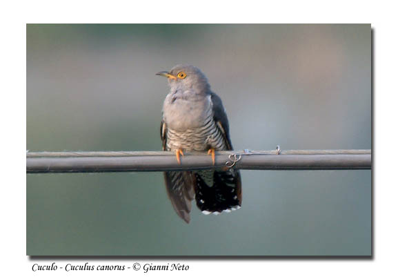 Cuculo - Cuculus canorus