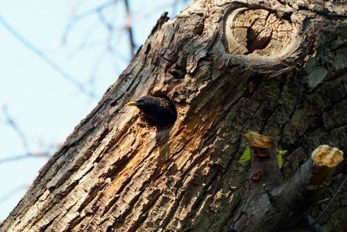 Storno - Sturnus vulgaris