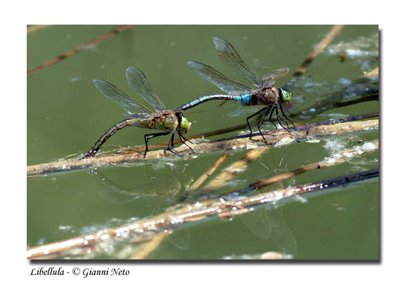 Libellulidae:Orthetrum cancellatum