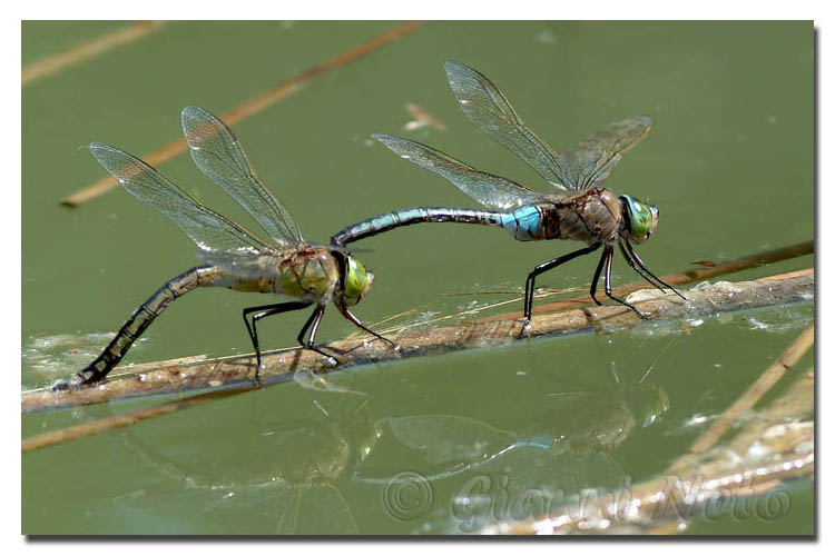 Libellulidae:Orthetrum cancellatum