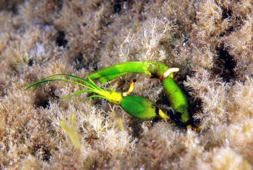 Olive di mare: frutti di Posidonia oceanica